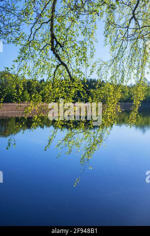 Belle vue sur le lac avec des branches de bouleau suspendues Banque D'Images