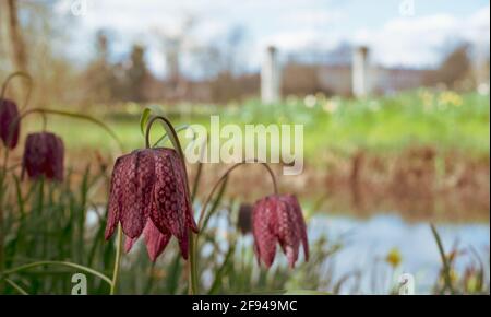 Fleurs frillaires à tête de serpent qui poussent sauvages à Magdalenen Meadow avec Magdelan College à distance, à Oxford, au Royaume-Uni. Les fleurs à carreaux sont rares. Banque D'Images