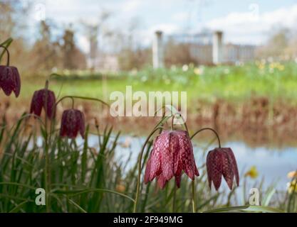 Fleurs frillaires à tête de serpent qui poussent sauvages à Magdalenen Meadow avec Magdelan College à distance, à Oxford, au Royaume-Uni. Les fleurs à carreaux sont rares. Banque D'Images