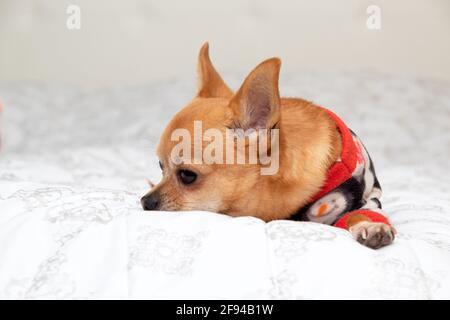 Un chien chihuahua est couché et triste sur un fond blanc. Banque D'Images