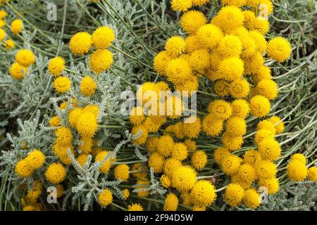 Santolina chamaecyparissus gris Lavande-coton AKA Cyprès moulu. Evergreen vivace. Coton lavande. Plante à fleurs de la famille des Asteraceae. Banque D'Images