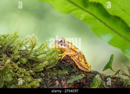 Grenouille en verre d'heure assise sur une branche couverte de mousse à l'intérieur Costa Rica Banque D'Images