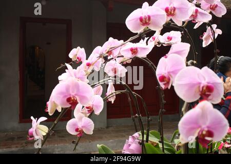 Gros plans d'orchidées roses au temple Ngoc son à Hanoi, Vietnam. Prise le 07/01/20 avec un appareil photo numérique, en utilisant le réglage macro pendant la journée. Banque D'Images