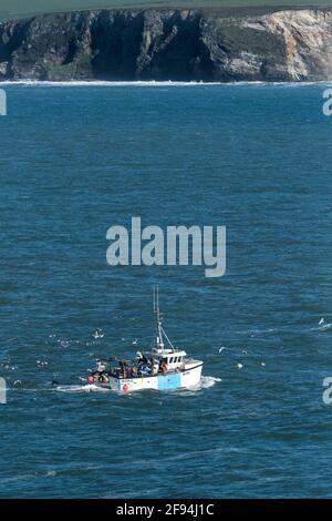 Un troupeau de mouettes suivant le bateau de pêche trois Jays SS333 alors qu'elle navigue de retour au port de Newquay, en Cornouailles. Banque D'Images