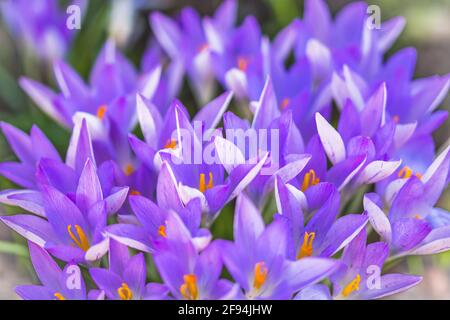 Le crocus pourpre fleurit au début du printemps Banque D'Images
