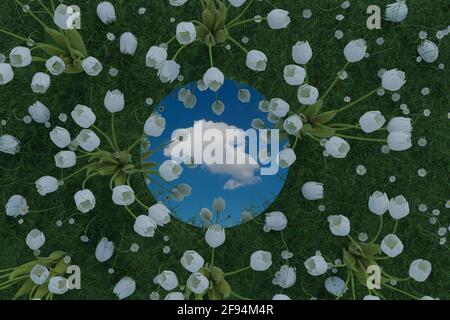 rendu 3d d'un miroir circulaire reflétant un seul nuage blanc et entouré de tulipes blanches. Concept de pose plate de style nature Banque D'Images