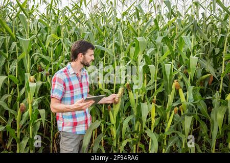 Jeune homme attrayant avec barbe vérifiant les épis de maïs dans le champ à la fin de l'été Banque D'Images