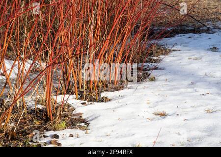 Au début du printemps, des buissons de saules rouges sur un pré couvert de neige Banque D'Images