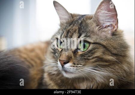 Portrait d'un chat domestique Banque D'Images