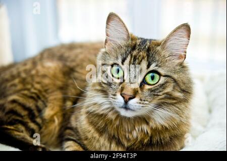 Portrait d'un chat domestique Banque D'Images