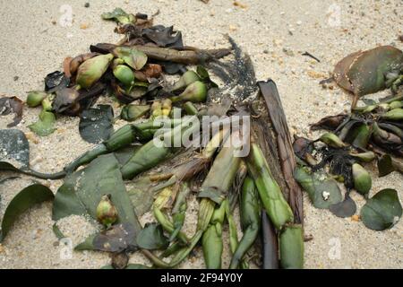 Photographies d'une plage fermée atteinte par une grotte de l'île à Halong Bay, Vietnam. L'entrée de la grotte et la plage. Pris pendant la journée le 07/01/20. Banque D'Images