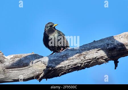 Esturling européenne (Sturnus vulgaris) perchée dans un arbre, Inglawood Bird Sanctuary, Calgary, Alberta, Canada, Banque D'Images