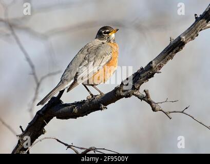 American Robin (Turdus migratorius), Inglawood Bird Sanctuary, Calgary, Alberta, Canada,