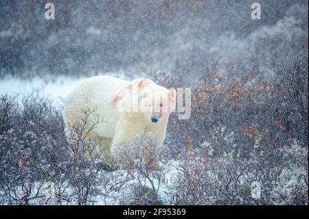 Ours polaire mâle (Ursus maritimus) debout sur la toundra pendant le blizzard, regardant la caméra au visage sanglant, Churchill, Manitoba, Canada. Banque D'Images