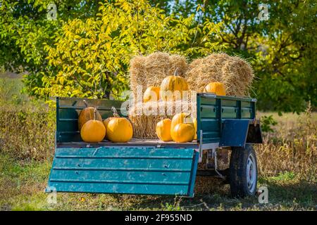 Groupe des petits enfants bénéficiant d'harvest festival Célébration à Pumpkin Patch. Kids picking et découper les citrouilles à ferme du pays des chaudes journée d'automne. Banque D'Images