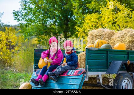 Groupe des petits enfants bénéficiant d'harvest festival Célébration à Pumpkin Patch. Kids picking et découper les citrouilles à ferme du pays des chaudes journée d'automne. Banque D'Images