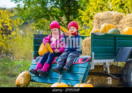 Groupe des petits enfants bénéficiant d'harvest festival Célébration à Pumpkin Patch. Kids picking et découper les citrouilles à ferme du pays des chaudes journée d'automne. Banque D'Images