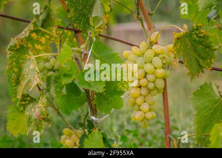Vignes pendant la récolte. Raisins mûrs dans le jardin. Culture de fruits biologiques. Banque D'Images