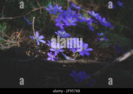 Fleurs sauvages de liverwort violis violets fleurs dans la forêt comme les premières fleurs au printemps, Autriche Banque D'Images