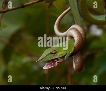 Le keelback enveloppait son corps autour du serpent vert de vigne dans une tentative de étrangler son ennemi mais il était trop tard. GHATS DE L'OUEST, INDE: VOIR LE MAMEN Banque D'Images