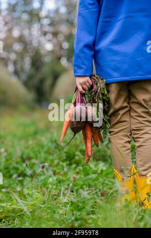 Les légumes biologiques faits maison récoltent des carottes et des betteraves dans les mains d'un enfant. La nature sélective. Banque D'Images