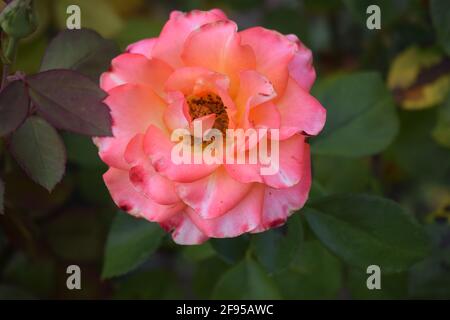 Les roses blanches et rouges fleurissent dans le jardin. Rose blanche et rouge dans un jardin. Rose de thé hybride. Rose et blanc grand jardin de thé hybride rose gros, romantique Banque D'Images