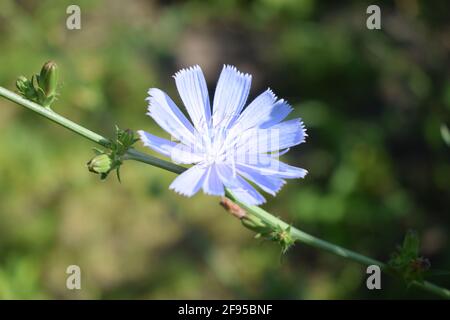 Chicorée Cichorium intybus ou commune de fleurs communément appelé marins bleu, chicorée, café, mauvaises herbes ou succory est une plante herbacée vivace. Banque D'Images