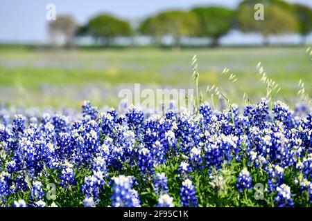 Champ Bluebonnet dans le centre du texas Banque D'Images