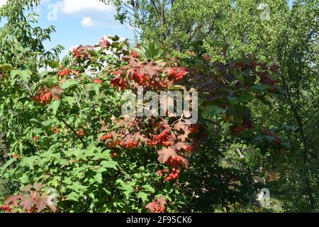 Le brunch propose des baies de viburnum juteuses rouges. Baies de viburnum rouges sur une branche dans le jardin. Baies de Viburnum et feuilles de viburnum en plein air en été Banque D'Images