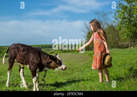 la petite fille est en strobée un veau dans un champ. journée ensoleillée Banque D'Images