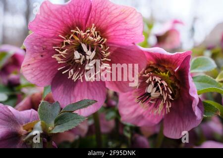 Helleborus orientalis, également connu sous le nom de Lenten, se leva de près Banque D'Images