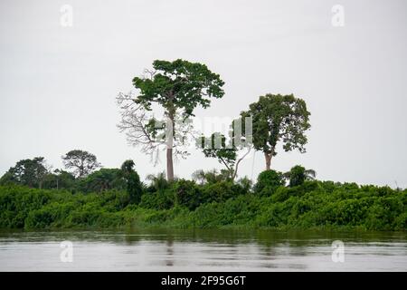 La forêt tropicale le long de la rivière Congo, si grande et vivante que vous pouvez la sentir respirer. République démocratique du Congo Banque D'Images