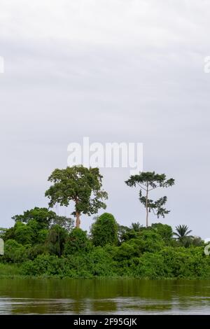 Forêt tropicale le long de la rivière Congo, si grande et vivante que vous pouvez la sentir respirer. République démocratique du Congo Banque D'Images