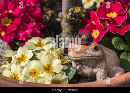 Primroses colorées dans un pot de fleurs en terre cuite, décoré d'une grenouille d'argile abîmée qui est couverte de patine. Banque D'Images