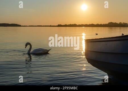 Lac Masurien, bateau. Le cygne nage sur le lac au coucher du soleil Banque D'Images