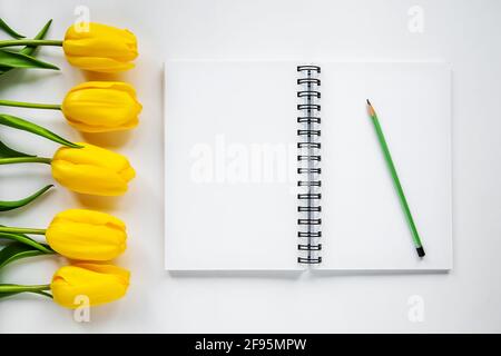 ouvrez le bloc-notes, le crayon et les tulipes jaunes sur un fond blanc Banque D'Images