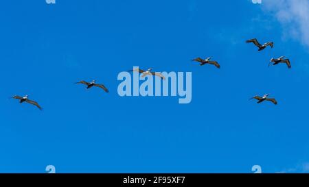 Troupeau de pélicans bruns (Pelecanus occidentalis) volant contre le ciel bleu - Dania Beach, Floride, États-Unis Banque D'Images