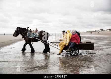 Pêcheurs de crevettes à cheval, Belgique Banque D'Images