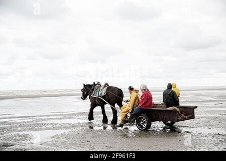 Pêcheurs de crevettes à cheval, Belgique Banque D'Images