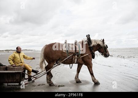 Pêcheurs de crevettes à cheval, Belgique Banque D'Images