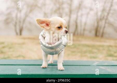 Portrait d'un chien mignon de race. Chihuahua chiot sur le banc. chihuahua, chien, chiot, chien dans un gilet gris dans la nature. Chiot en vêtements. Banque D'Images