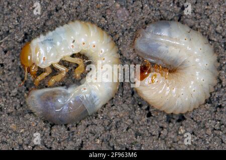 Comparaison des larves de Scarabaeidae. Dans la larve gauche du coléoptère de mai, le Cockchafer commun ou le bogue de mai (Melolontha melolontha). Dans la droite Cetonia aurata Banque D'Images