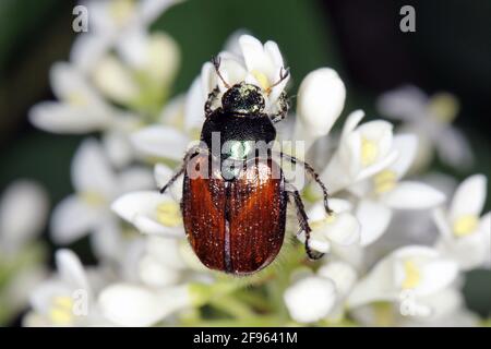 Garden Chafer Beetle – Phyllopertha horticola sur fleur Banque D'Images