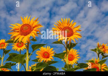 Plusieurs tournesols poussent sur un champ contre un ciel bleu dans des nuages blancs. Banque D'Images