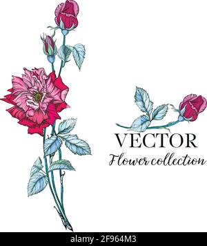 Ensemble de branches de fleurs. Fleur de rose blanche, feuilles vertes. Le concept du mariage. Illustration de Vecteur