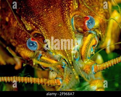 Écrevisse ou écrevisse européenne, Astacus astacus Banque D'Images