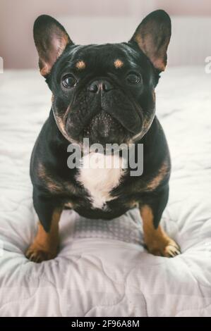 Portrait d'un chien de race Bulldog français gros plan sur le lit. Photo verticale Banque D'Images