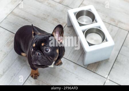 Chien affamé assis près d'un bol vide sur la cuisine sol Banque D'Images