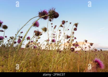 Le chardon fleurit au sommet des montagnes, couleur de la lumière du soleil Banque D'Images