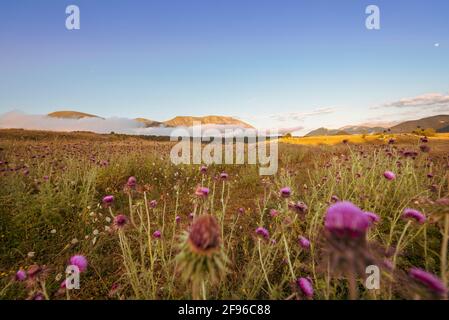 Le chardon fleurit au sommet des montagnes, couleur de la lumière du soleil Banque D'Images